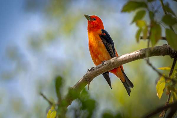 rouge gorge